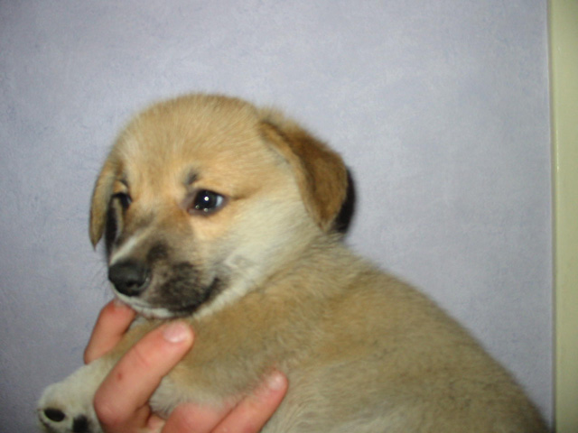 PUP